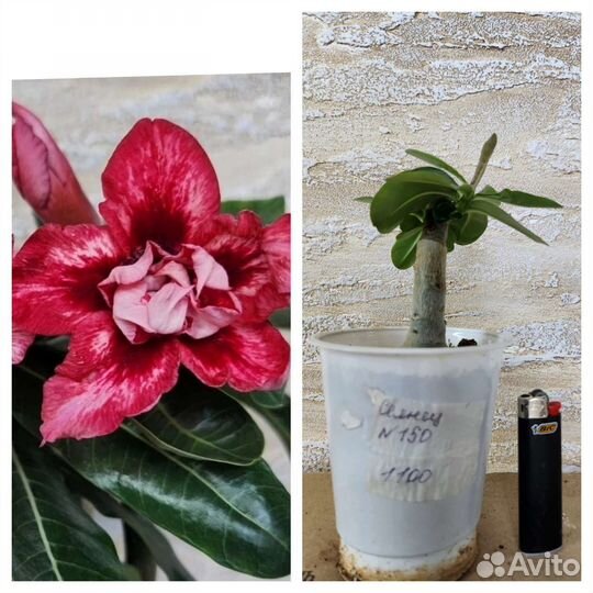 Адениум прививки Красные