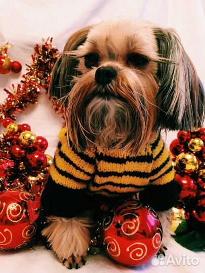 Стрижка собак / йорка. Груминг. Одежда для собак