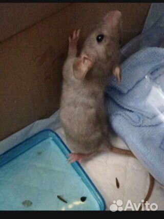 Крыса дамбо