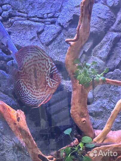 Дискус пара