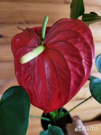 Антуриум Ред Виннер