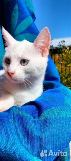 Кошечка Снежка