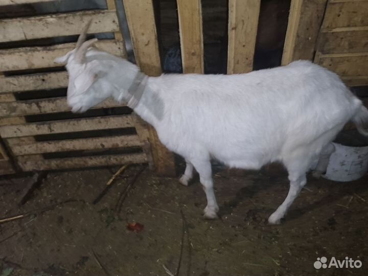 Коза и козачка