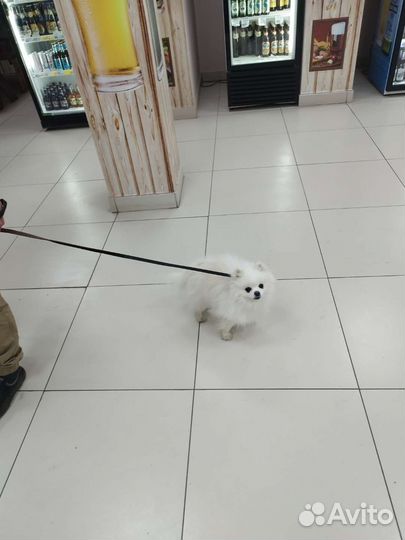 Белый шпиц для вязки