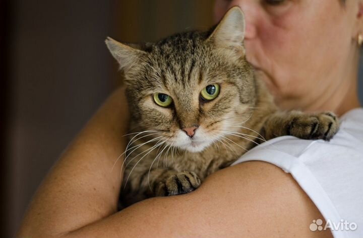 Кот Василёк