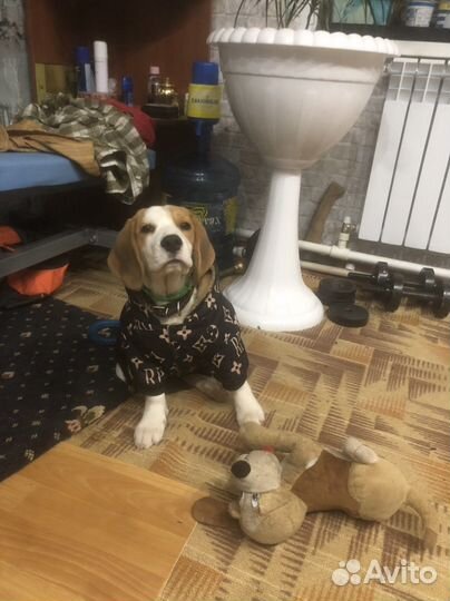 Зимний комбенезон для собаки по состоянию нового