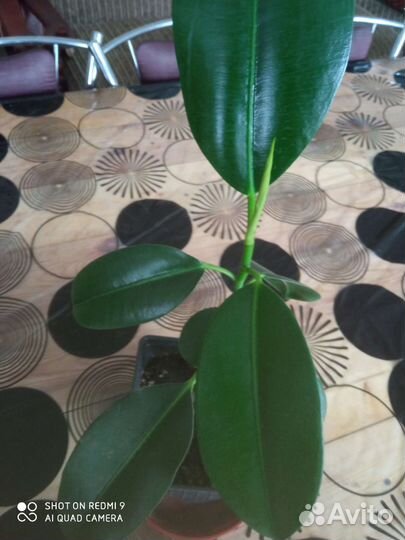 Гиппиаструм, фикус, ирисы