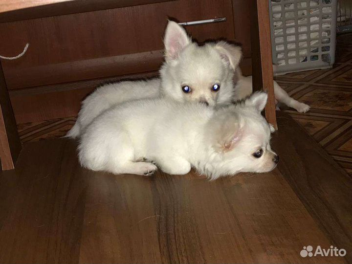 Щенки чихуахуа длинношерстные