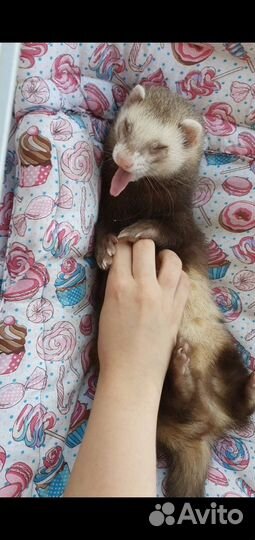 Хорьки с клеткой