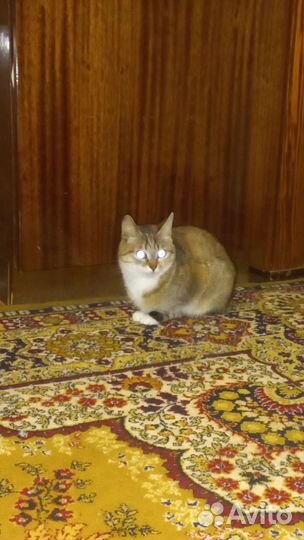 Кошки в добрые руки бесплатно