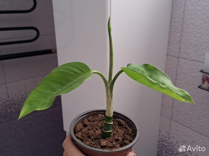 Диффенбахия