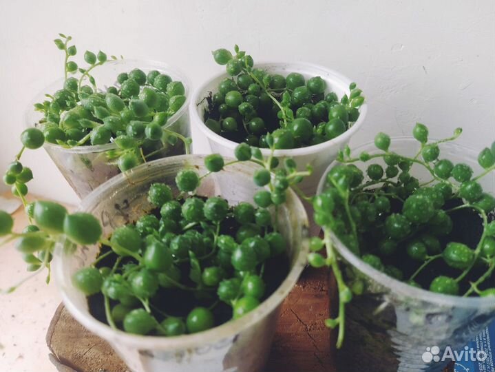 Крестовник Роули