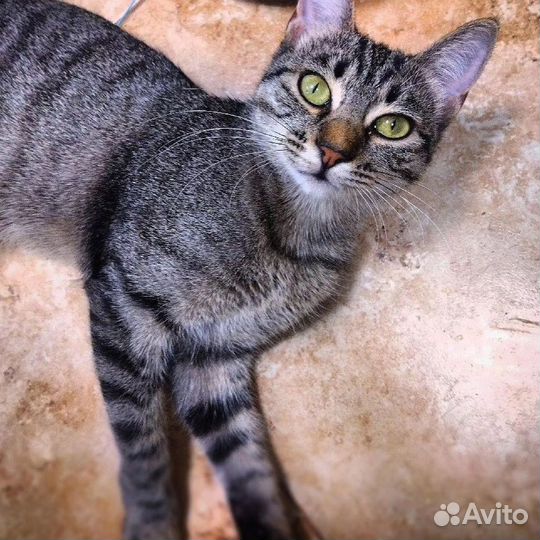 Кошка в дар