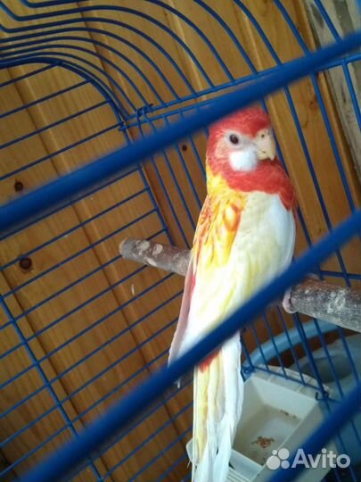 Попугай розелла