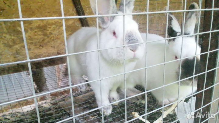 Калифорнийские кролики