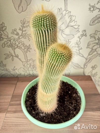 Эхинокактус