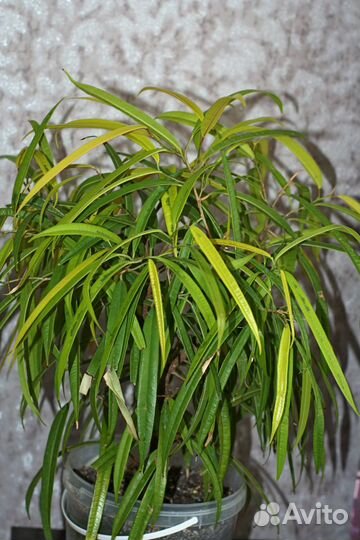 Фикус Реджинальд, Нуда, Али. Продажа, обмен