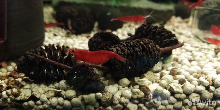 Аквариумные креветки