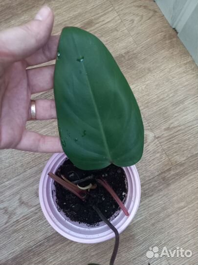 Филодендрон