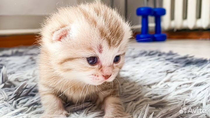 Продам шотландских вислоухих котят