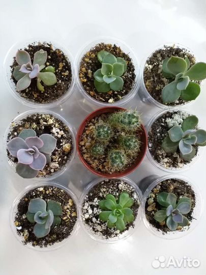 Суккуленты