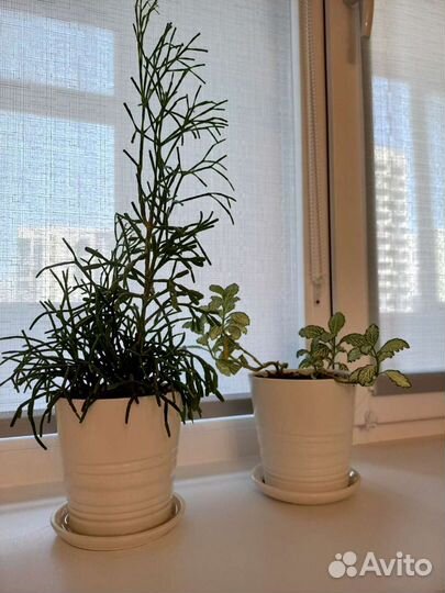 Горшки для цветов белого цвета IKEA