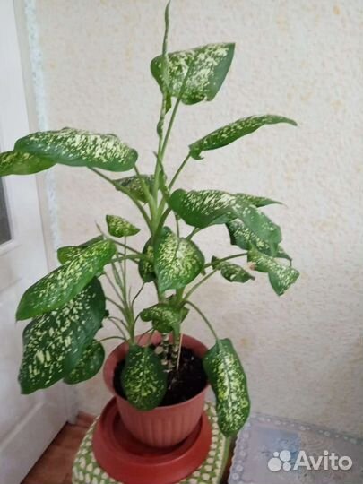 Диффенбахия