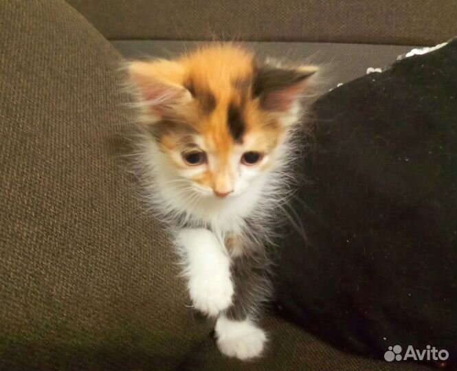 Британские котята