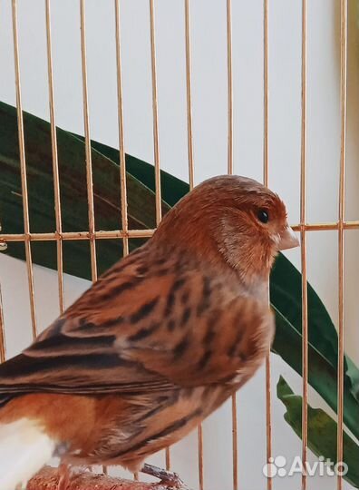 Канарейка кенар