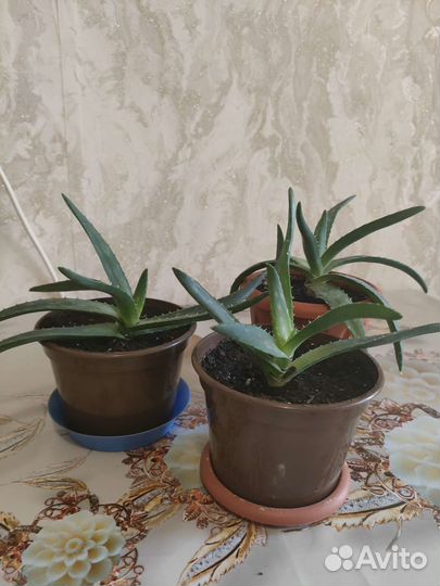 Фикус, пальма, алоэ, кактус