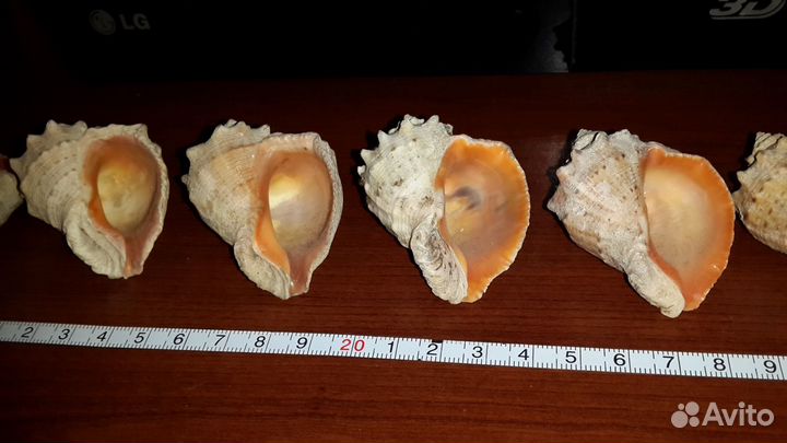 Крымские раковины