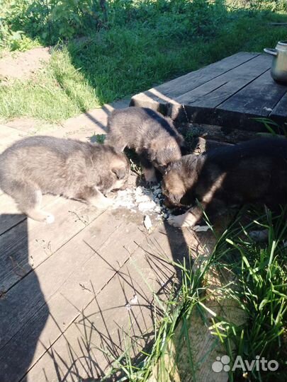 Продам щенков западно сибирской лайки