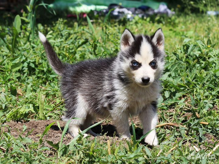 Помски щенки