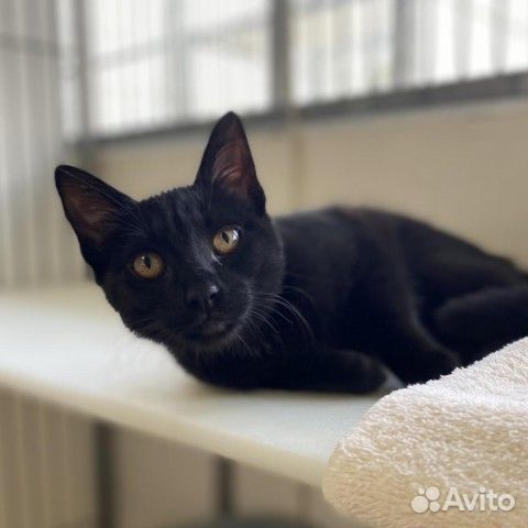 Черные ласковые кошки, коты в добрые руки