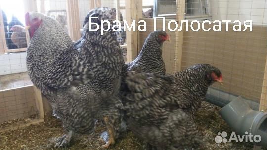 Цыплята Брамы