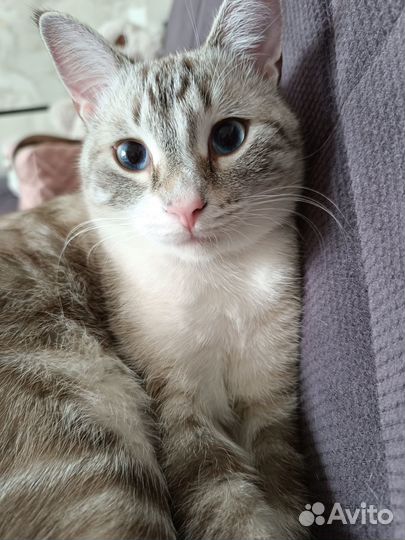 Потерялся кот