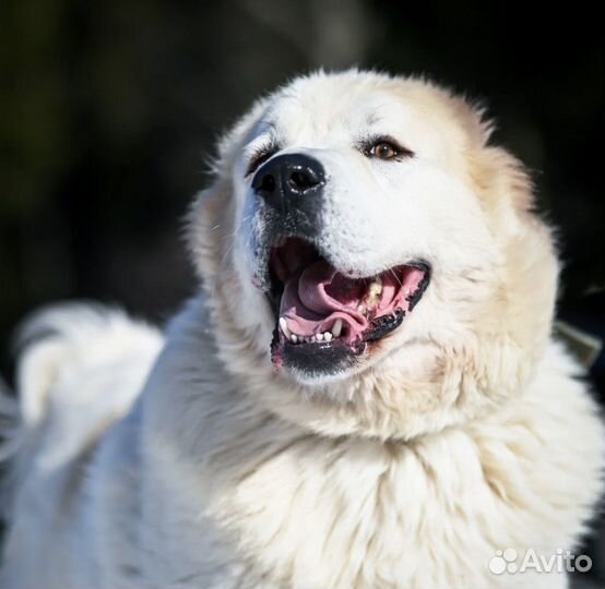 Алабай в добрые руки