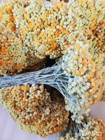 Лекарственные травы