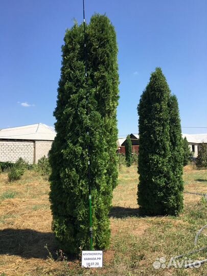 Туя, крупномер