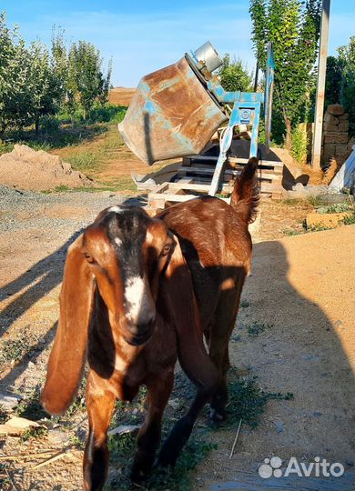 Нубийский козлик чистопородный