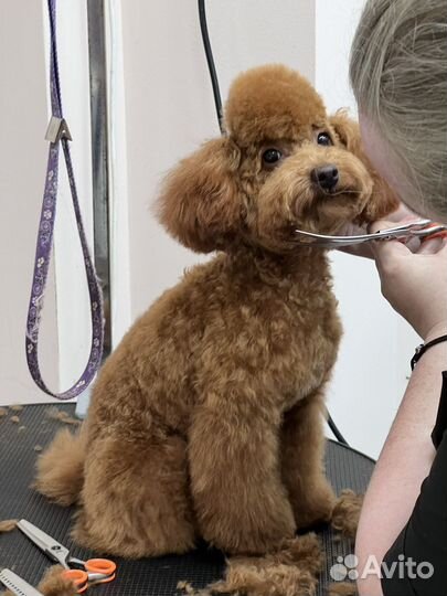 Вязка собак той-пудель