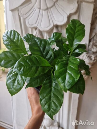 Кофе комнатное растение