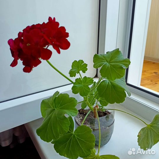 Пеларгония