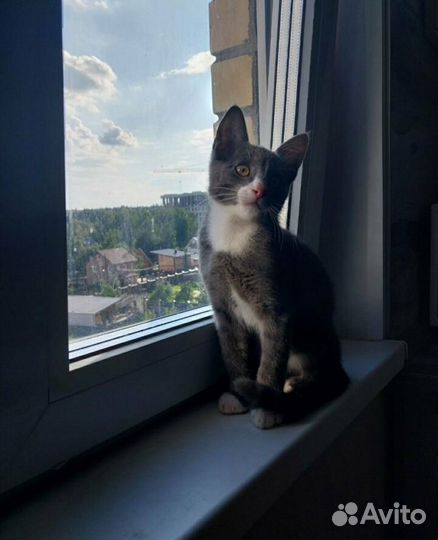 Передержка животных