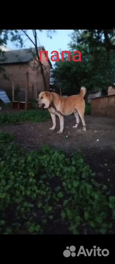 Щенки алабая