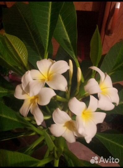 Плюмерия черенки