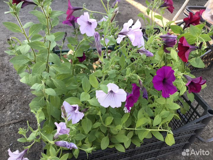 Петуния ампельная
