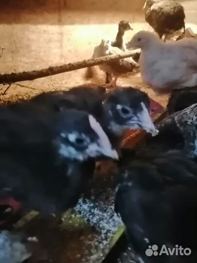 Мараны 2 мес