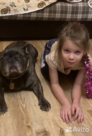 Выгул собак