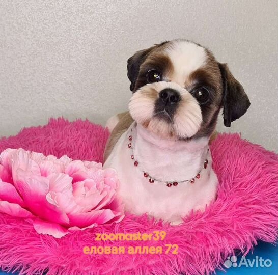 Еловая аллея 72 стрижка собак и кошек, окрашивание